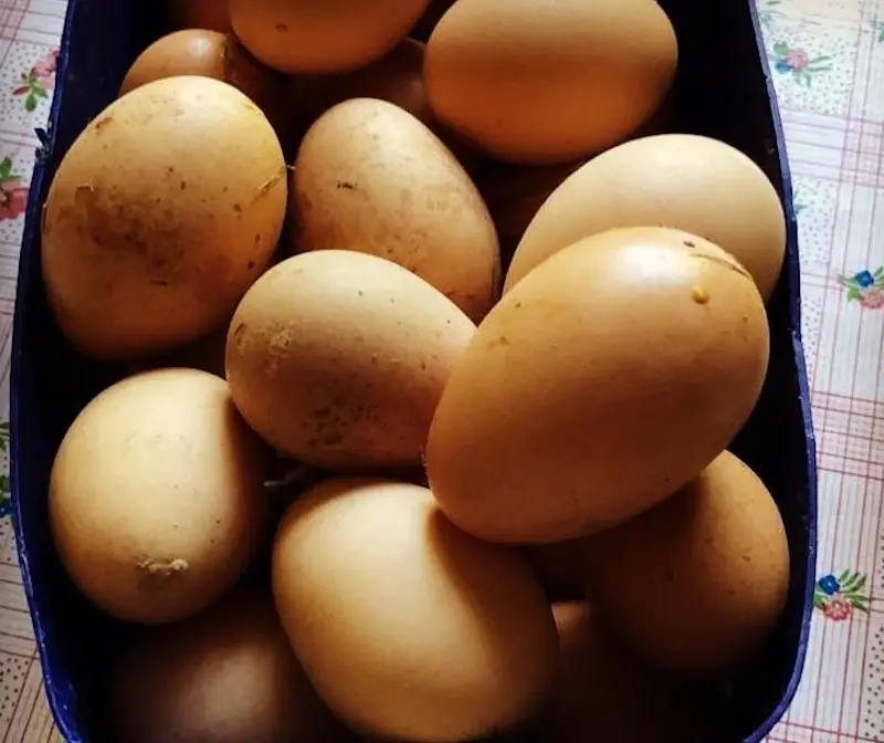 Eggs from the hens at El Carmen